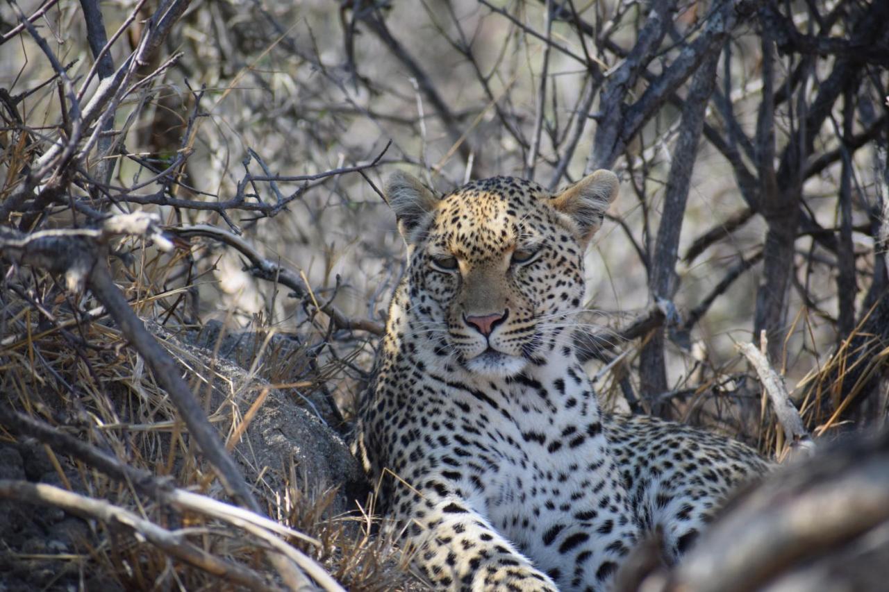Am Lodge - Hoedspruit Luaran gambar