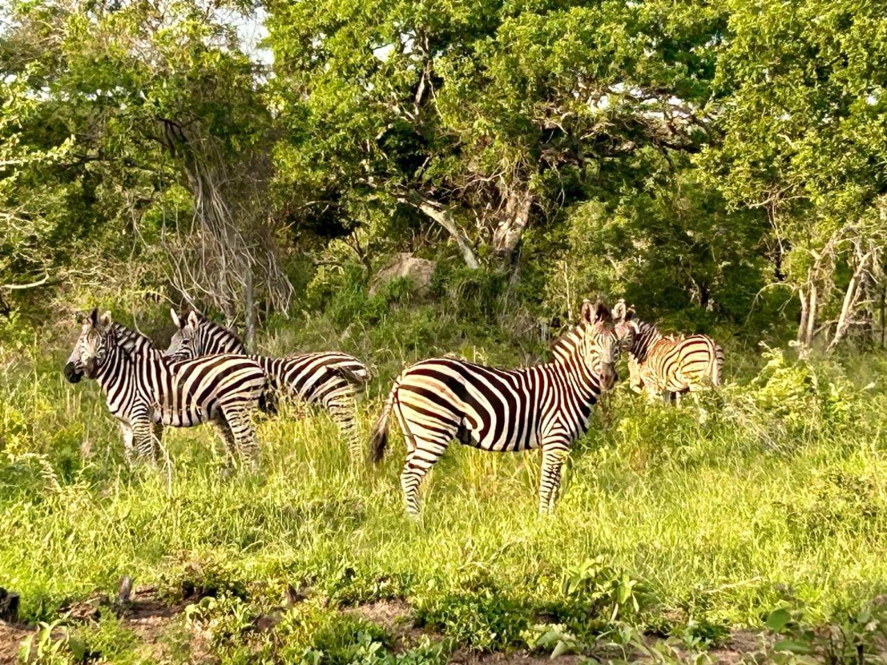 Am Lodge - Hoedspruit Luaran gambar