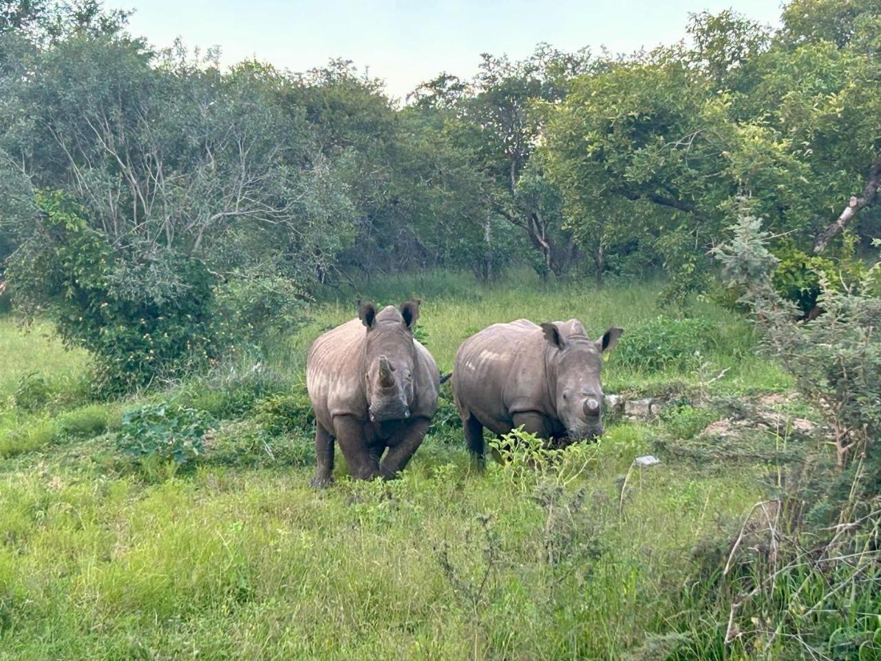 Am Lodge - Hoedspruit Luaran gambar
