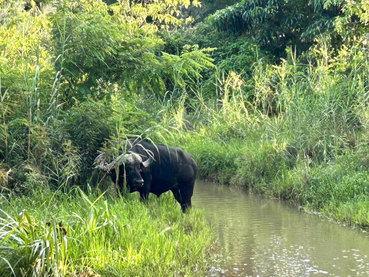 Am Lodge - Hoedspruit Luaran gambar