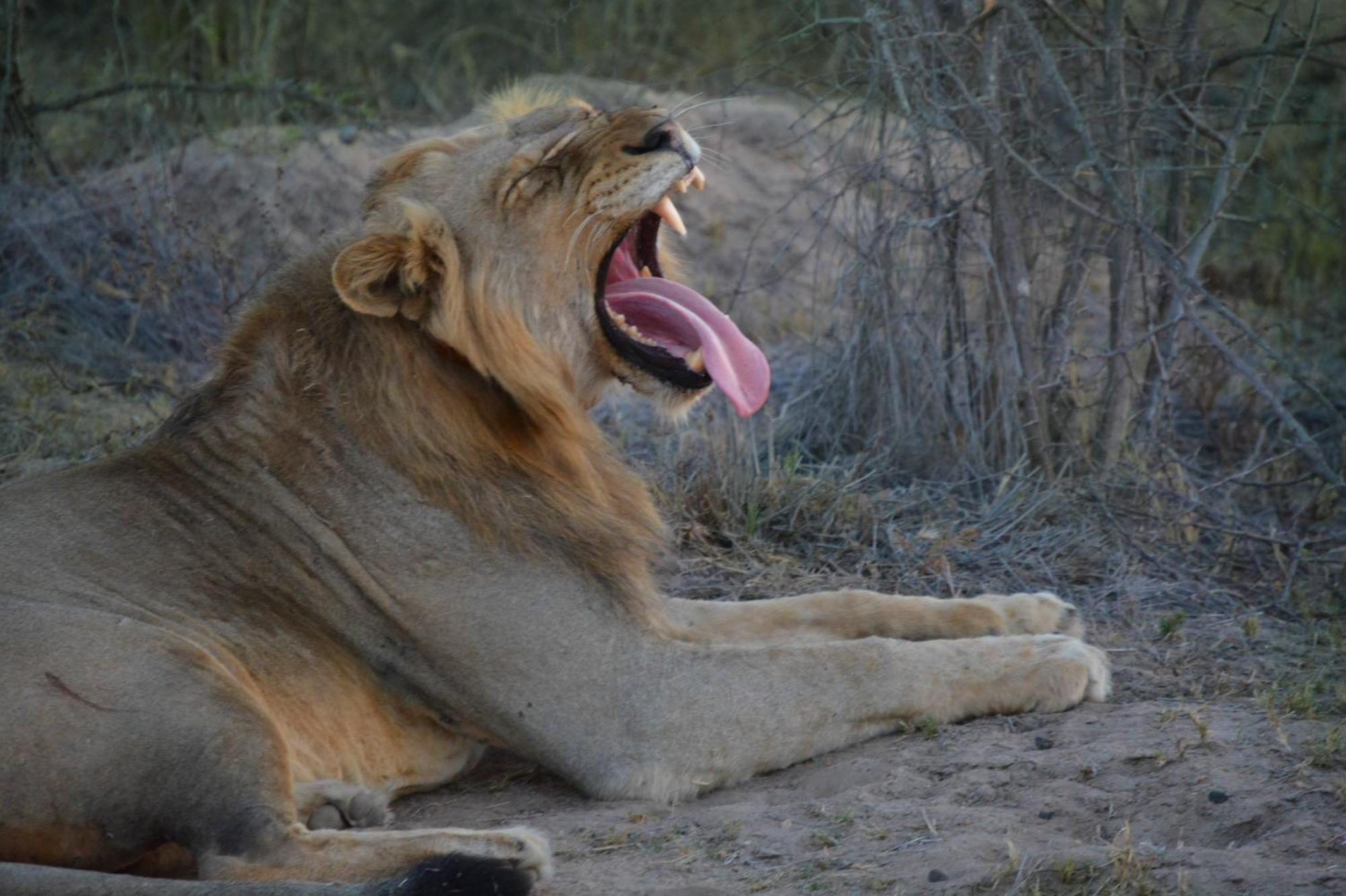 Am Lodge - Hoedspruit Luaran gambar