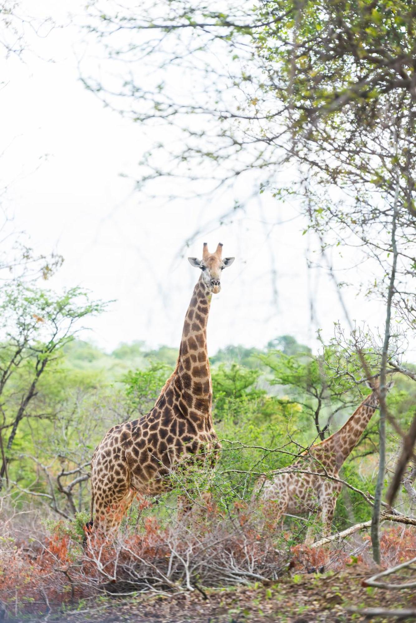 Am Lodge - Hoedspruit Luaran gambar