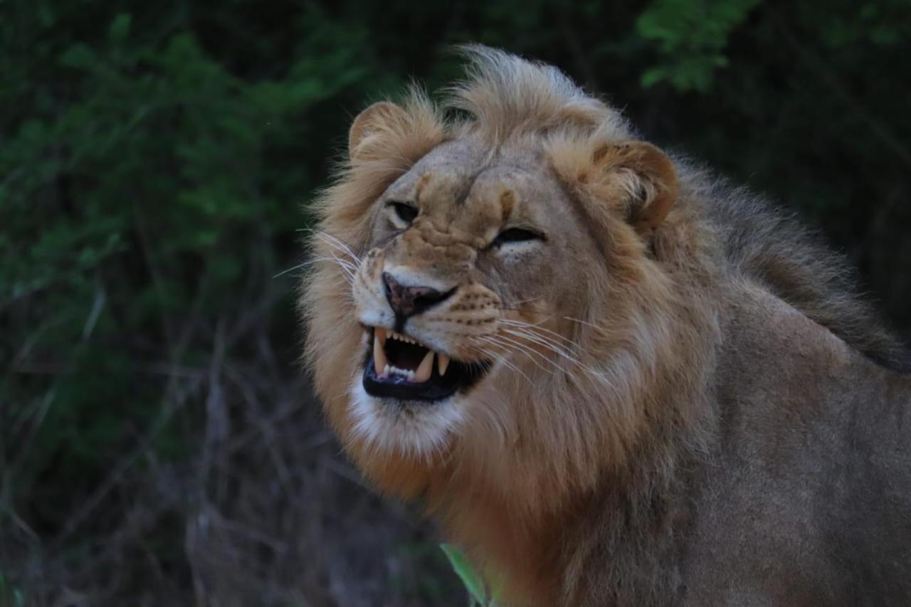 Am Lodge - Hoedspruit Luaran gambar