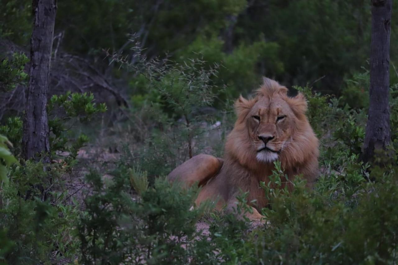 Am Lodge - Hoedspruit Luaran gambar